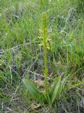 Platanthera chlorantha